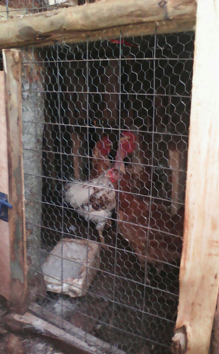 the-chicken-in-the-coop