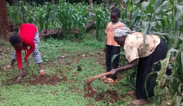 wanja-migwi-and-her-grandchildren-doing-some-weeding-in-the-garden